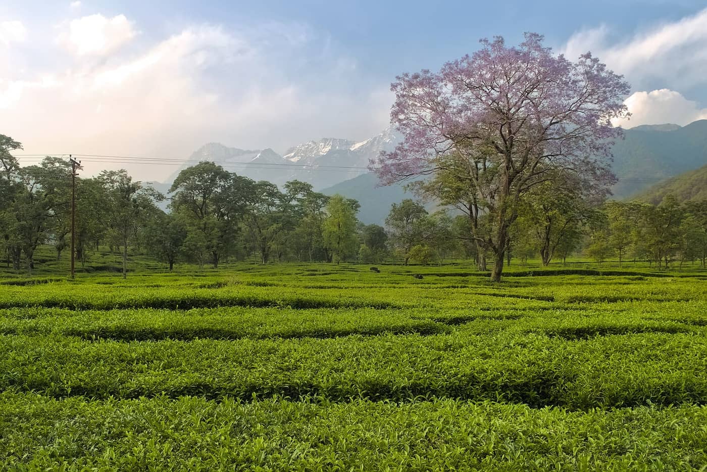 Neat rows of tea bushes in the Kangra valley below the Dhauladhar range